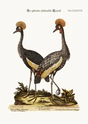 The Crowned African Crane, 1749-73
